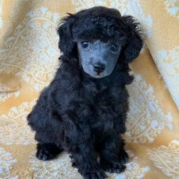 Chai - Silver female Poodle puppy in Marsing, Idaho from Araceli Toy Poodles