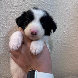 Happy - Black and white male Border Collie puppy in Oberlin, Kansas from Hangin R Kennels