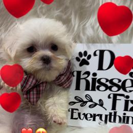 Koa - White male Maltipoo puppy in Apple Valley, California from Boujeepups