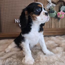 Stella - Tri-color female Cavalier King Charles Spaniel puppy in Wildomar, California from Enchanted Rose Cavaliers