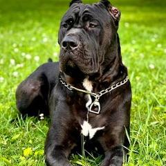 Luka - Molosser (Bully x)