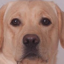 Labrador Retrievers from DNR Labrador Retrievers