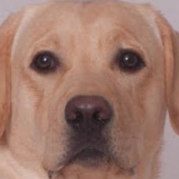 Labrador Retrievers from DNR Labrador Retrievers
