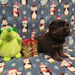 Green collar - Bi-color male German Shepherd puppy in Ramsey, Illinois from Haus-Farr German Shepherds