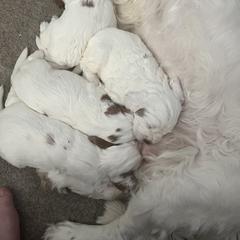 Clumber Spaniel Puppies from Briton Clumber Spaniels