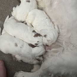 Clumber Spaniel Puppies from Briton Clumber Spaniels