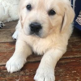 Golden Retriever Puppies from West Coast Cream Goldens