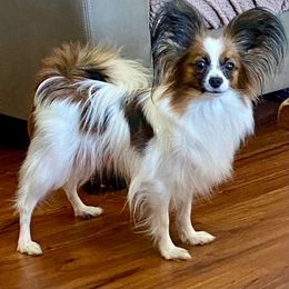 Reese - Papillon