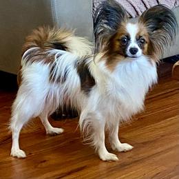 Reese - Papillon