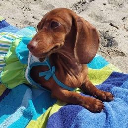 Sutton - Dachshund