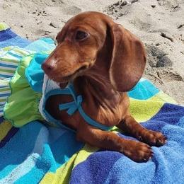 Sutton - Dachshund