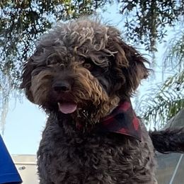Dali - Lagotto Romagnolo