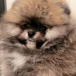 Girl 3 - Cream sable Pomeranian puppy in Fort Lauderdale, Florida from El'Cienna Poms