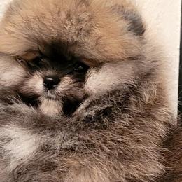 Girl 3 - Cream sable Pomeranian puppy in Fort Lauderdale, Florida from El'Cienna Poms