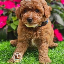 Cash - Red  male Poodle puppy in Salem, Missouri from Meadowbrook Poodles