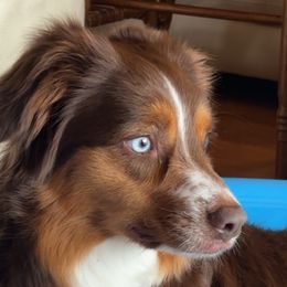 Miniature Australian Shepherds from Born on the Bayou Aussies