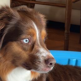 Miniature Australian Shepherds from Born on the Bayou Aussies