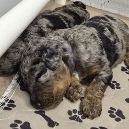 Purple Collar Female - Merle female Double Doodle puppy in Killeen, Texas from Parrish Precious Ones Texas