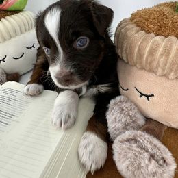 Miniature Australian Shepherd and Toy Australian Shepherd Puppies from Ollie's Aussies