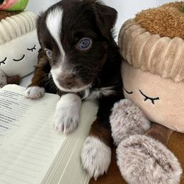Miniature Australian Shepherd and Toy Australian Shepherd Puppies from Ollie's Aussies