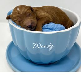 Woody - Red  male Goldendoodle puppy in State Road, North Carolina from Must Love Doodles