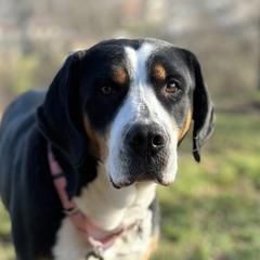Alyza - Greater Swiss Mountain Dog