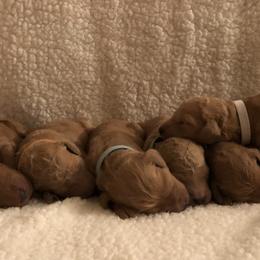 Goldendoodle Puppies from Cooley Doodles