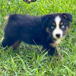 Slinky - Black tri male Miniature Australian Shepherd puppy in Patterson, North Carolina from DreamLine Aussies
