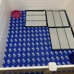 German Shepherd Puppies from Devon Rugerio's German Shepherds