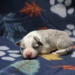 Andromeda - Blue merle female Border Collie puppy in Parsons, Kansas from Feathered Cactus Farm