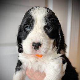 Orange Boy (Whale) - Black and white male English Springer Spaniel puppy in Spanish Fork, Utah from Orchard Hill English Springer Spaniels