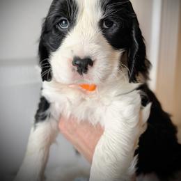 Orange Boy (Whale) - Black and white male English Springer Spaniel puppy in Spanish Fork, Utah from Orchard Hill English Springer Spaniels
