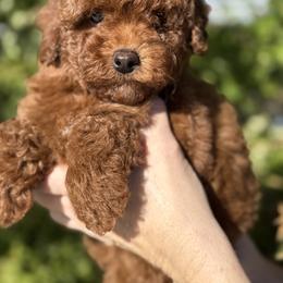 Poodle puppies from Adored Poodle & Doodles