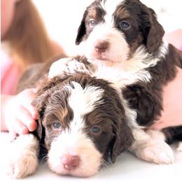 Boaz - Red tri-color male Aussiedoodle puppy in Orland, California from Shockley’s Elite Doodles