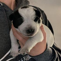 Lime Collar - Blue male Australian Cattle Dog puppy in Ammon, Idaho from Piney River Cattle Dogs