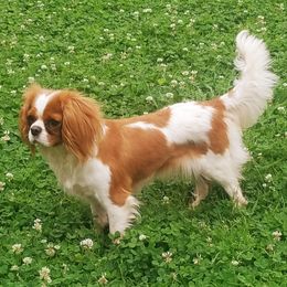 Missy Grace - Cavalier King Charles Spaniel