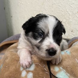 Cobalt - black collar - Blue merle male Border Collie puppy in Crawfordsville, Indiana from Rescued Dreams Border Collies