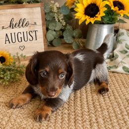 Hershey - Piebald male Dachshund puppy in Bakersfield, California from Pretty Dachshunds 661
