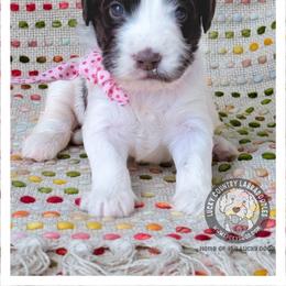 Miss Light Pink - Chocolate female Australian Labradoodle puppy in Wake Forest, North Carolina from Lucky Country Labradoodles