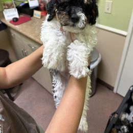 Bernedoodle Puppies from Doodle Dealers