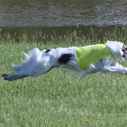Borzois from Pagosa Borzoi