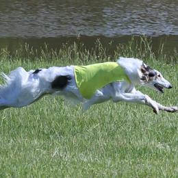 Borzois from Pagosa Borzoi