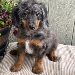 Stanley - Brown and white male Bernedoodle puppy in Caldwell, Idaho from Treasure Valley Poodles
