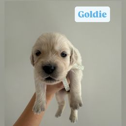 Golden Retriever Puppies from Pheasant Hollow Goldens