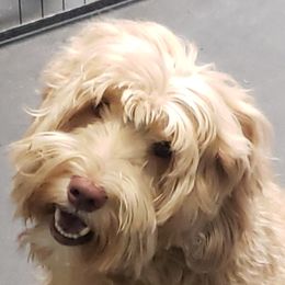 Roo - Australian Labradoodle