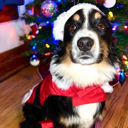 Maserati - Black tri-color male Australian Shepherd puppy in Quincy, Illinois from McMullen’s Aussies