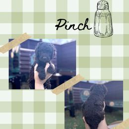 Pinch - Chocolate male Goldendoodle puppy in Garland, Texas from Twilight Doodles