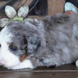 Girl 2 - Blue merle female Aussiedoodle puppy in Lawton, Oklahoma from Lindsey’s Aussies