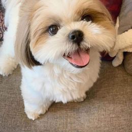 Shih Tzu Puppies from N.F.S.T Imperial ShihTzu Puppies.