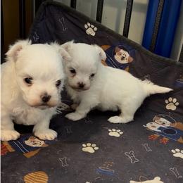 Bentley - White male Maltese puppy in Coats, North Carolina from Angie's Puppies